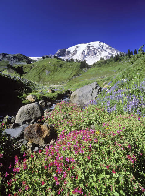 Fleurs sauvages dans la prairie alpine avec Mount Baker à Washington, États-Unis . — Photo de stock