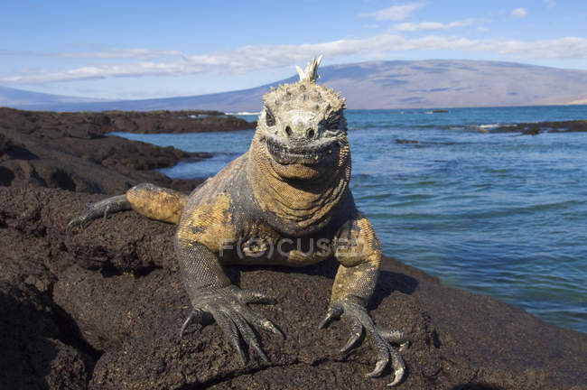 Iguana marina che si crogiola sull'isola di Fernandina, nell'arcipelago delle Galapagos, Ecuador — Foto stock