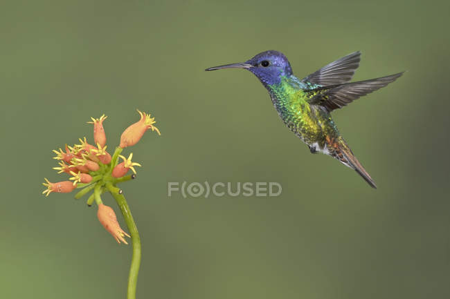 Colibri saphir à queue dorée se nourrissant de fleurs en volant dans la forêt
. — Photo de stock