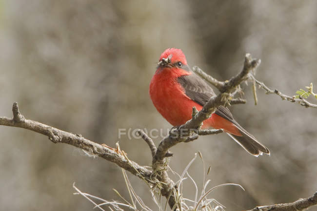 Vermilion flycatcher perched on branch at reserve in central Ecuador. — Stock Photo