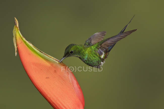 Close-up of green thorntail hummingbird feeding in flight at tropical flowering plant. — Stock Photo