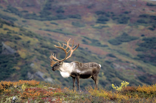 Bulle Karibus steht auf herbstlicher Wiese in Alaska, USA. — Stockfoto