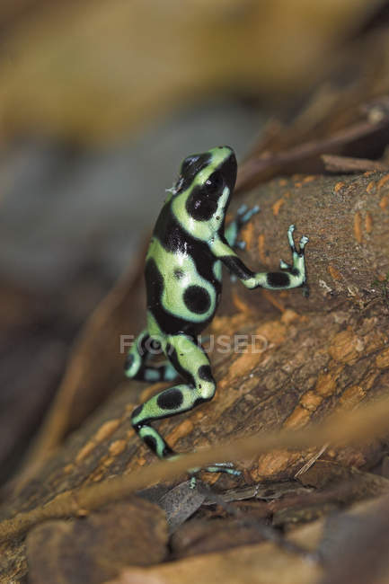 Green and black poison dart frog perched in leaves in rain forest. — Stock Photo