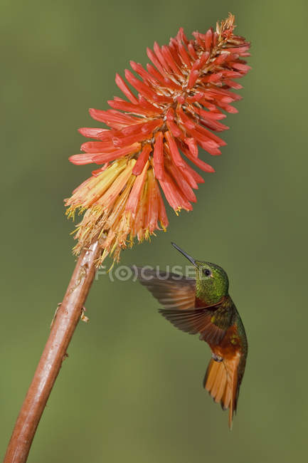 Каштанові грудні колібрі, що харчуються тропічними квітами під час польоту . — стокове фото