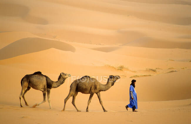 Туарегский пастух ведет своих верблюдов к воде, пустыня Сахара, Марокко, Африка — стоковое фото