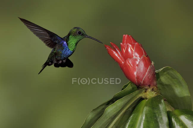 Зеленоголовая днимфа, кормящая цветы, парящая на крыльях . — стоковое фото