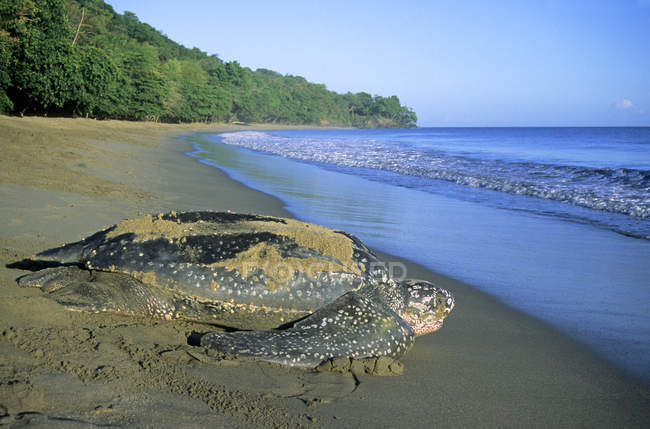 Tortuga baula regresando al mar en la playa de arena en Trinidad . - foto de stock