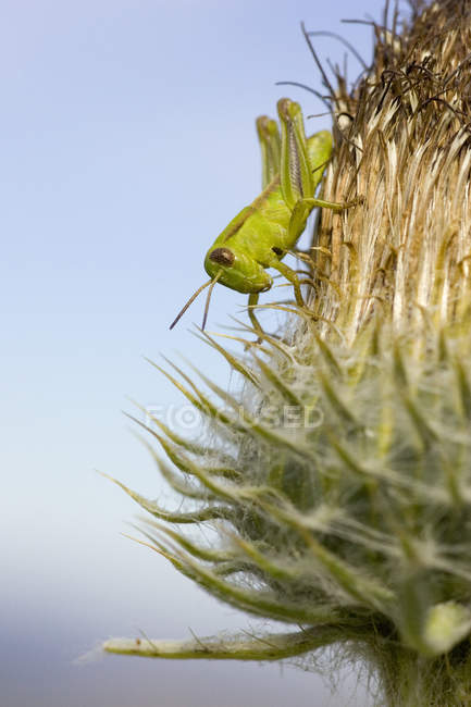 Heuschrecke klammert sich an Grünlandpflanze, Nahaufnahme — Stockfoto