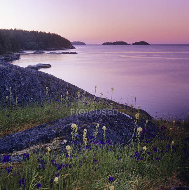 Fiori di campo primaverili all'alba nella baia di Sargeants, penisola di Sechelt, Columbia Britannica, Canada . — Foto stock