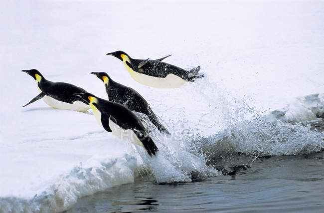 Pingüinos Emperadores regresando a la orilla después de alimentarse en el Mar de Weddell, Antártida . - foto de stock
