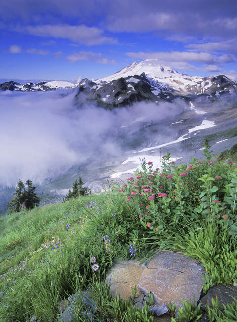 Fleurs sauvages dans la prairie alpine avec Mount Baker à Washington, États-Unis . — Photo de stock