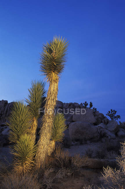 Joshua Tree crece en el desierto del Parque Nacional Joshua Tree, California, EE.UU. - foto de stock