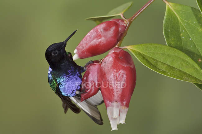 Velvet-purple coronet perched on flower and feeding, close-up. — Stock Photo
