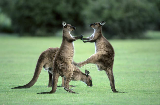 Jovenile western gray kangaroos kick-boxing in practice fighting, Kangaroo Island, Austrália — Fotografia de Stock