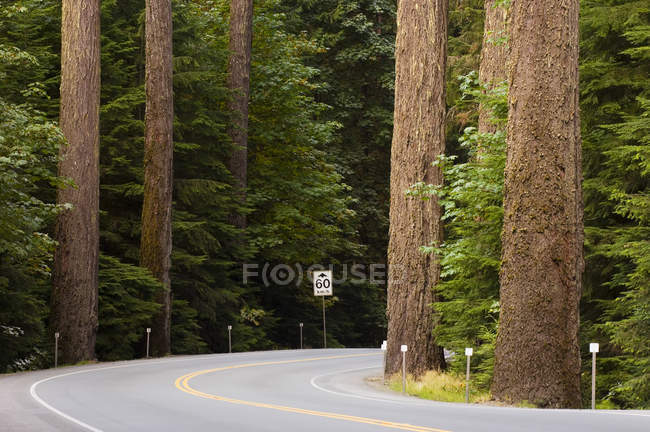 Estrada solitária e cedros gigantes em Cathedral Grove Provincial Park, Vancouver Island, British Columbia, Canadá — Fotografia de Stock
