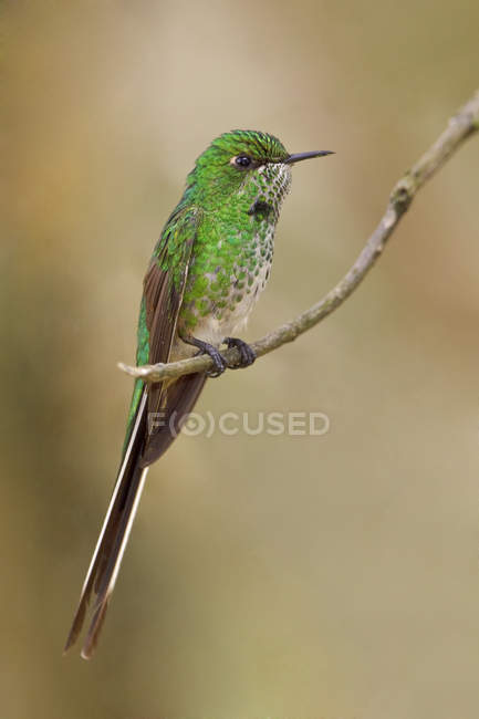 Green-tailed trainbearer hummingbird perched on branch, close-up. — Stock Photo