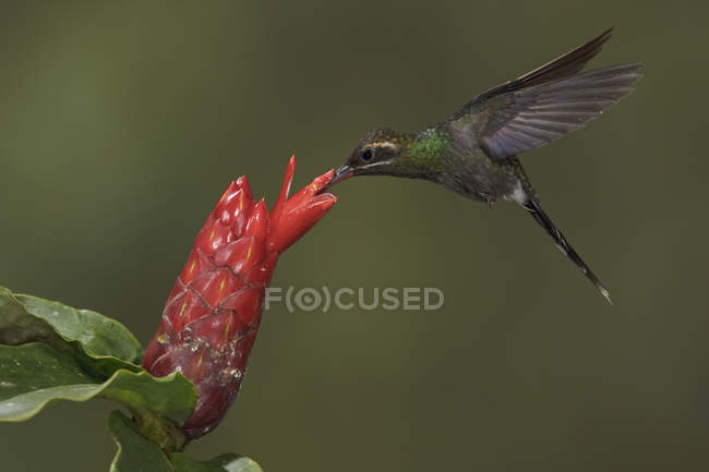 White-whiskered hermit hummingbird feeding at exotic flower while flying in forest. — Stock Photo