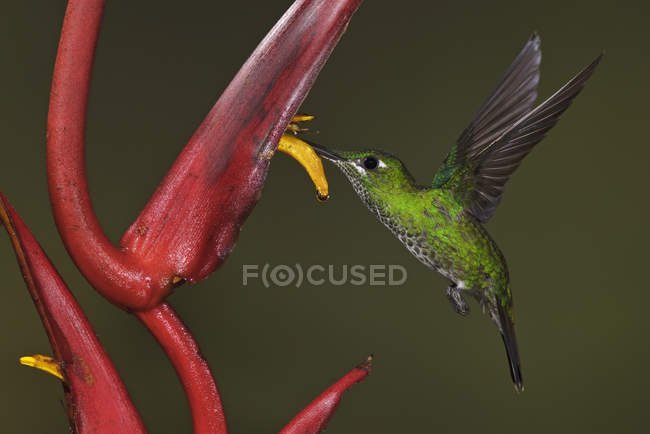 Colibrí brillante coronado verde alimentándose de flores mientras volaba, de cerca . - foto de stock