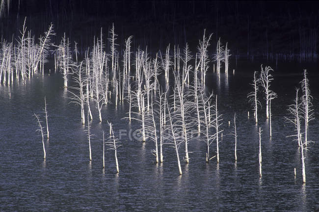 Мертві дерева у греблі озеро у вечірній світло в штаті Монтана, США. — стокове фото