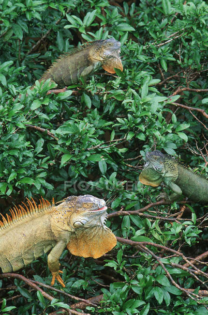 Iguanas verdes en follaje arbóreo en Muelle, Costa Rica - foto de stock