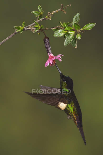 Літаючих Buff крилатий starfrontlet і годування на цвітіння рослин у лісі. — стокове фото