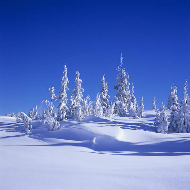 Árboles nevados y laderas del Monte Elphinstone, Columbia Británica, Canadá . - foto de stock