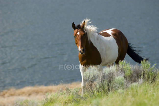 Tobiano фарба кінь працює над Kamloops озеро, Британська Колумбія, Канада. — стокове фото