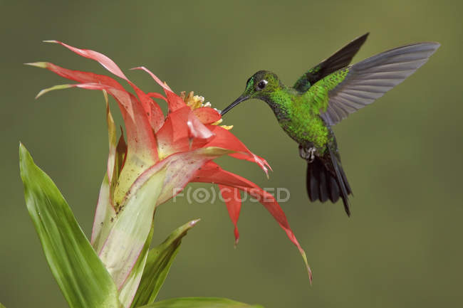 Green-coroado brilhante beija-flor alimentando-se de flor enquanto voa, close-up . — Fotografia de Stock