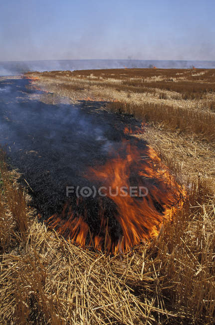 Palouse area wheat field burning in Washington State, USA — Stock Photo