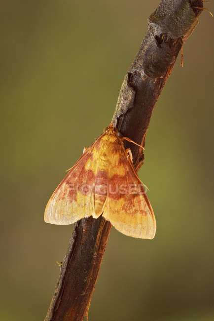 Крупный план экзотической моли, сидящей на ветке в тропическом лесу . — стоковое фото