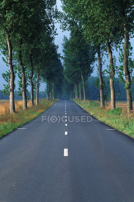Tree lined roadway in countryside of France — Stock Photo