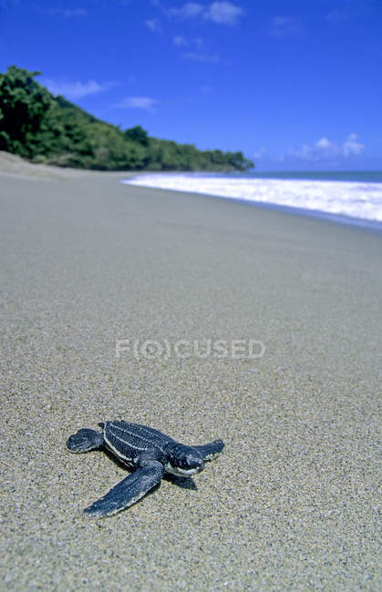 Tartaruga marinha de couro recém-eclodida rumo à água do mar em Trinidad . — Fotografia de Stock