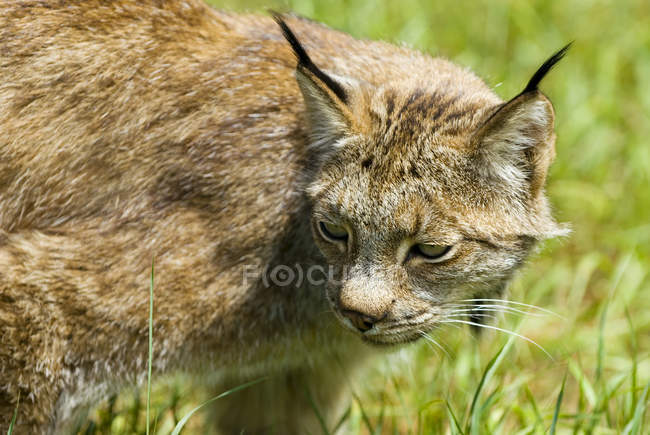 Canadian lynx walking in green grass, close-up — Stock Photo