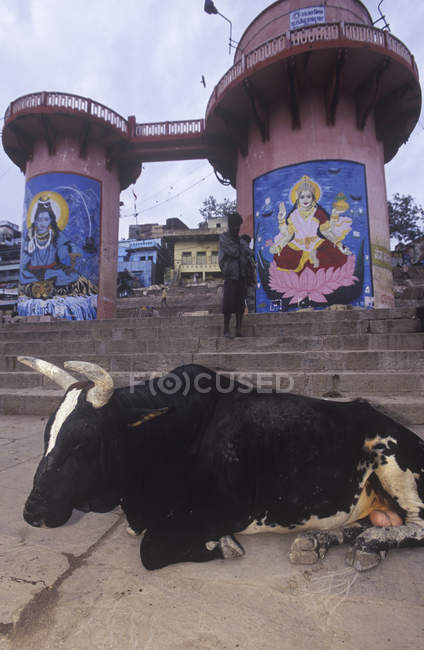 Toro descansando con murales hindúes detrás, Dasasaswamedh Ghat, Varanasi, India - foto de stock
