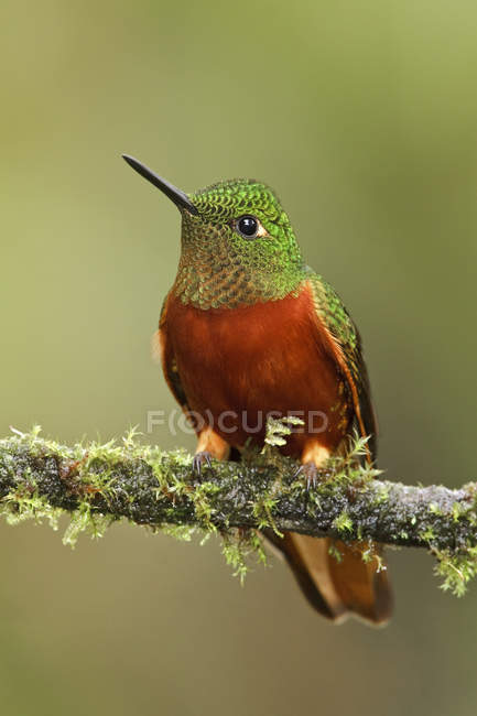 Chestnut-breasted coronet hummingbird perched on mossy branch. — Stock Photo
