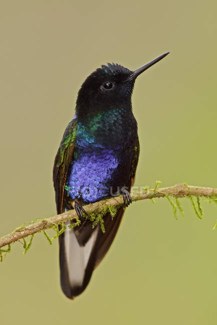 Close-up de coronet veludo-roxo empoleirado em ramo de árvore na floresta tropical . — Fotografia de Stock