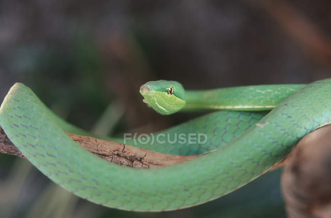 Serpente de papagaio verde em ramo de árvore na Costa Rica, close-up . — Fotografia de Stock