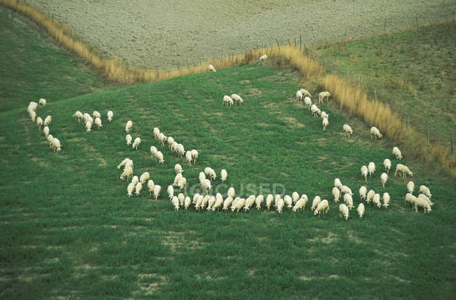 Зеленый пастбищный луг с овцами в Тоскане, Италия — стоковое фото