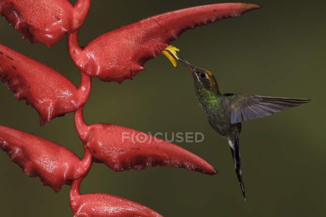 White-whiskered hermit hummingbird feeding at exotic flowers while flying in forest. — Stock Photo