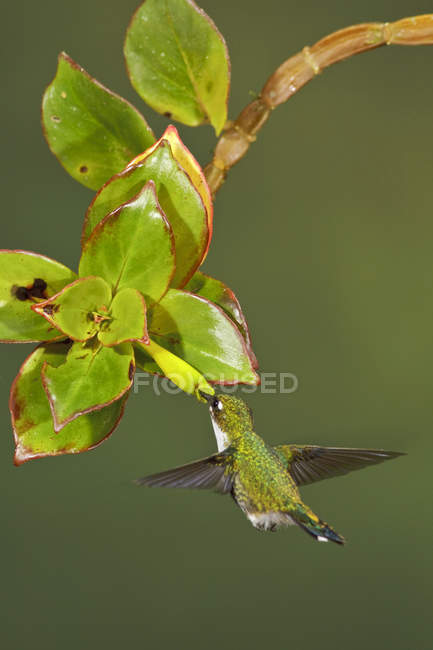 Ракетно-хвостый колибри, летящий во время кормления на цветущем растении в тропическом лесу . — стоковое фото
