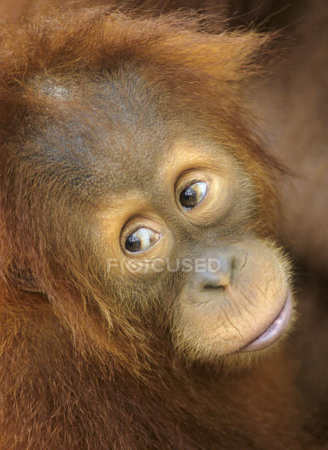 Orangután juvenil mirando hacia otro lado, retrato de cerca - foto de stock