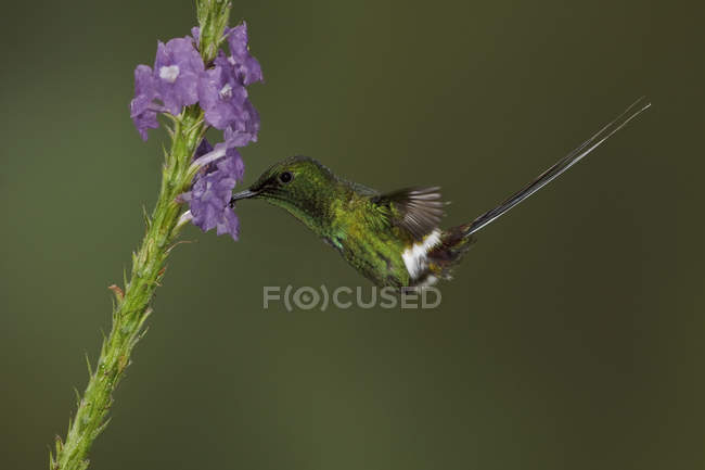 Зелений Thorntail годування в пурпурні квіти в польоті, Закри. — стокове фото