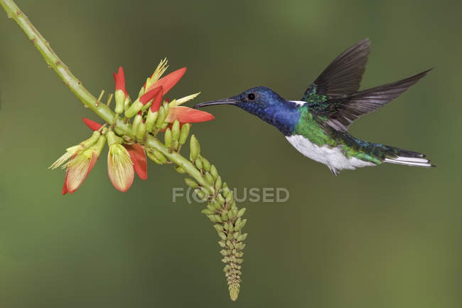 White-necked jacobin feeding at flowers while flying in rain forest. — Stock Photo