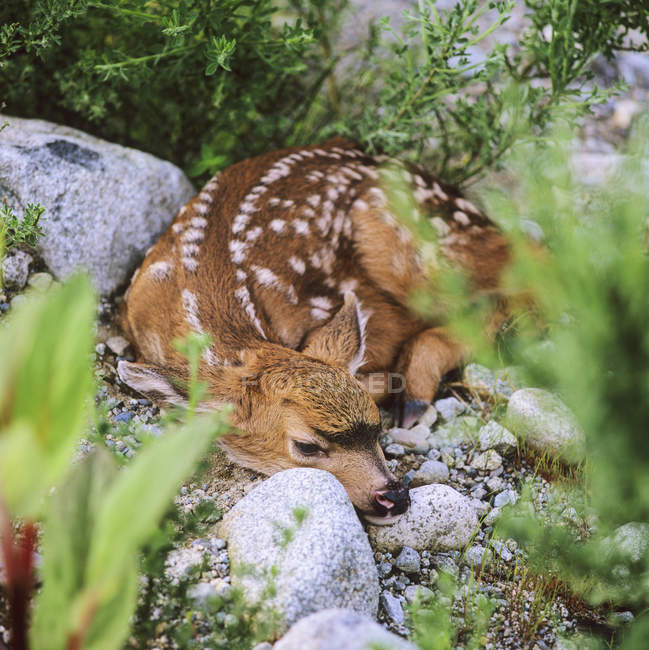 Blacktail deer fawn curling on ground — Stock Photo