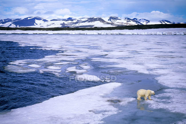 Oso polar caminando sobre hielo derretido del archipiélago de Svalbard, Noruega ártica - foto de stock