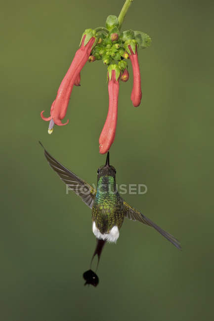 Close-up de raquete-cauda beija-flor rufous-boot alimentando-se de flores enquanto voa na floresta tropical . — Fotografia de Stock
