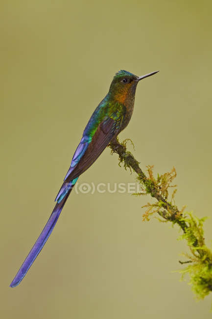 Violet-tailed sylph hummingbird perched on branch in tropics. — Stock Photo