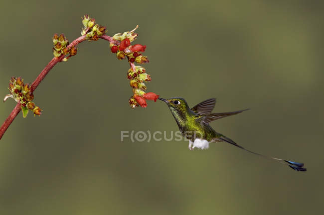 Primo piano del colibrì dalla coda di racchetta con razzo che si nutre di fiori mentre vola nella foresta tropicale . — Foto stock