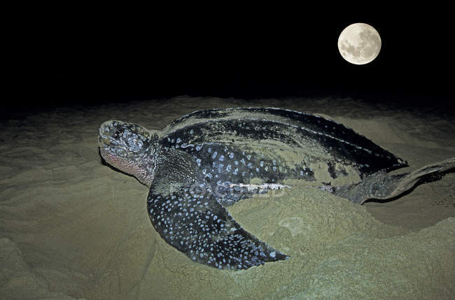 Nesting of leatherback sea turtle on Grande Riviere beach, Trinidad. — Stock Photo