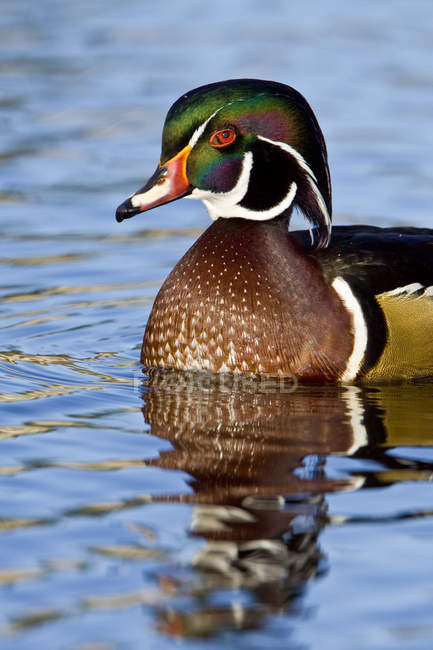 Male wood duck swimming on pond water, close-up. — Stock Photo